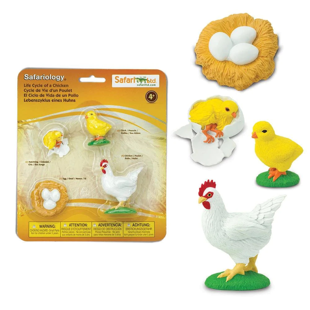 Chicken Life Cycle