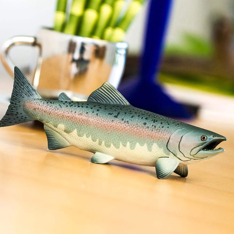 Salmon