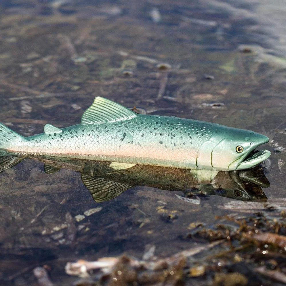 Salmon